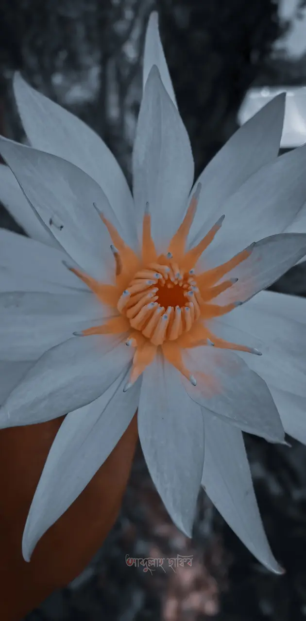 Beautiful lily . 