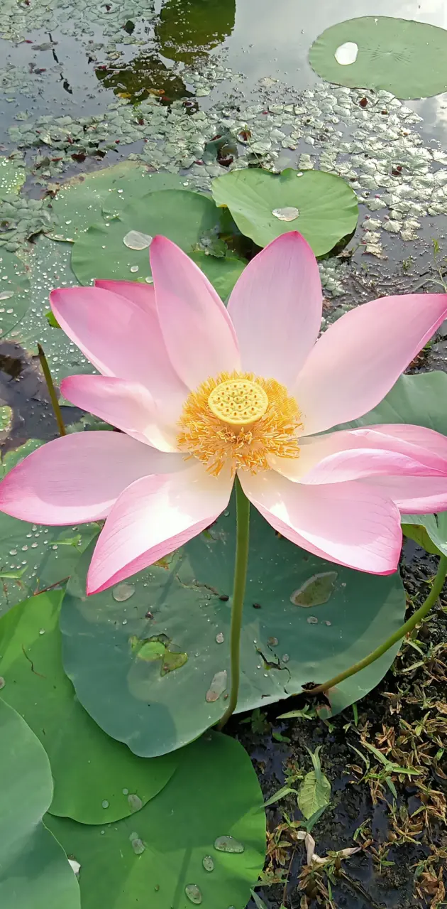 Lotus flowers