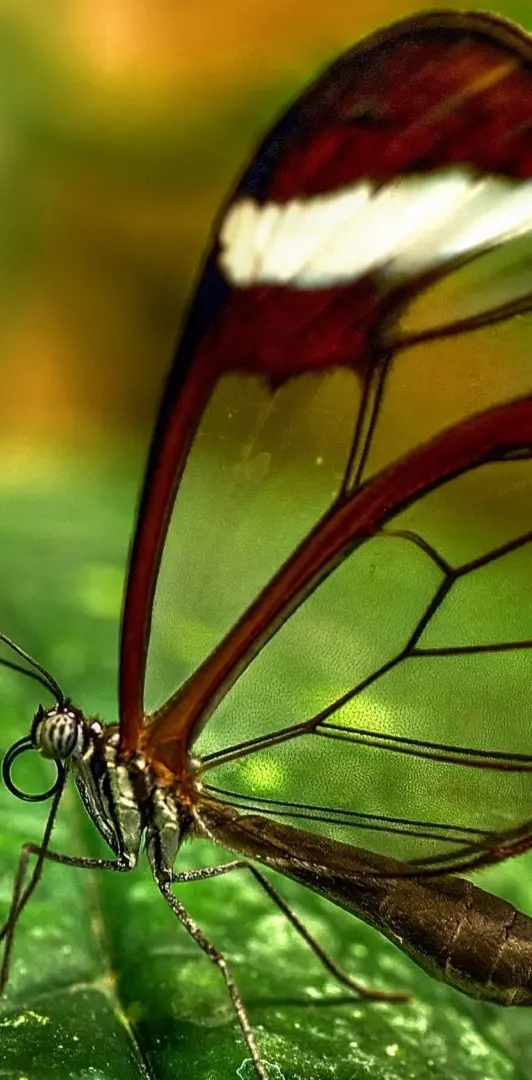 Butterfly Transparen