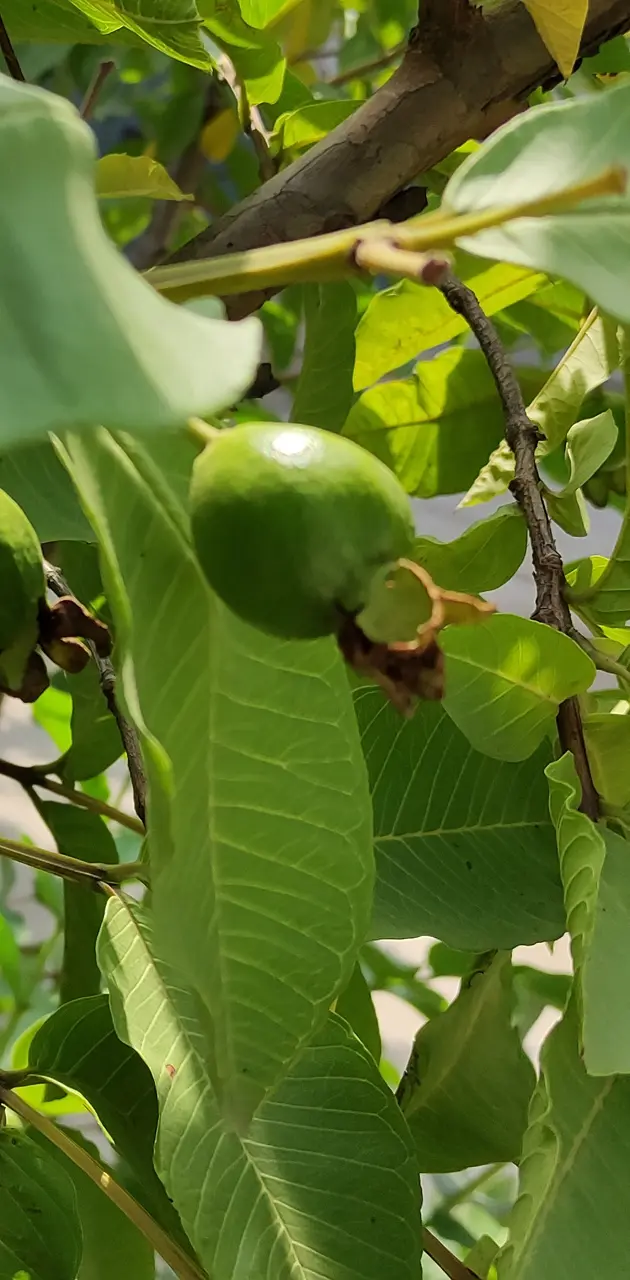 Guava wallaper