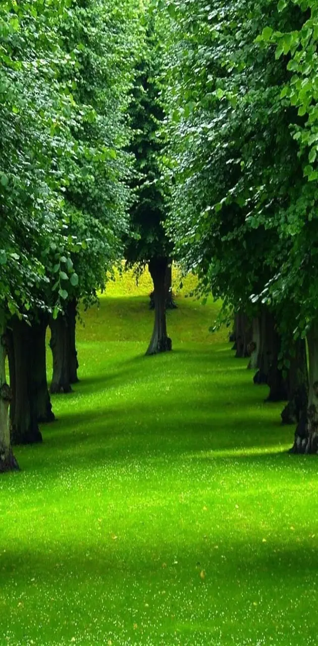 Beautiful Trees