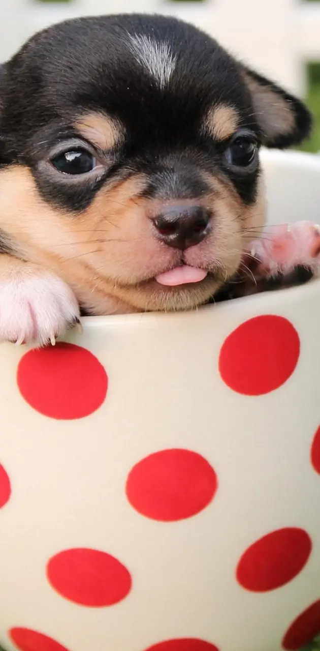 Cup of Pup