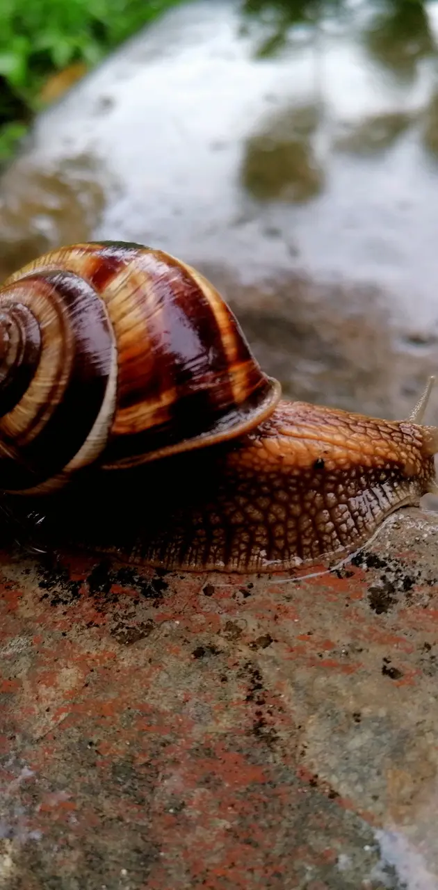 Snail wallpaper by AlinCostea - Download on ZEDGE™ | ced9