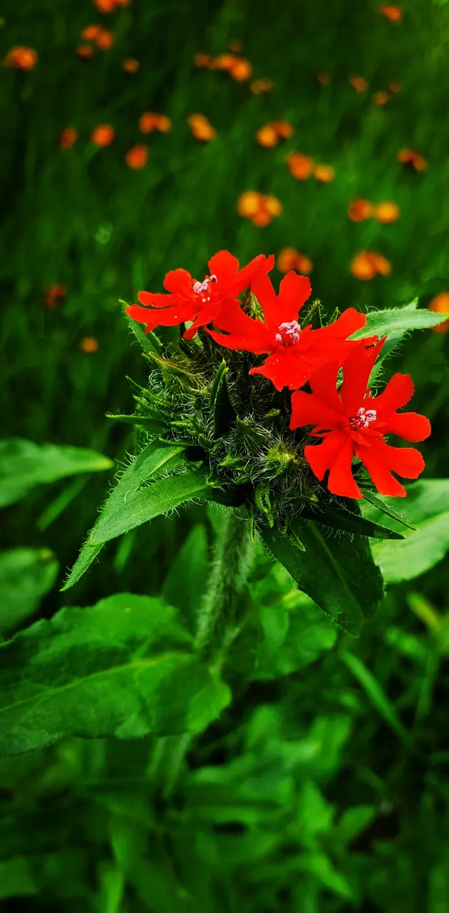 Cute red flower