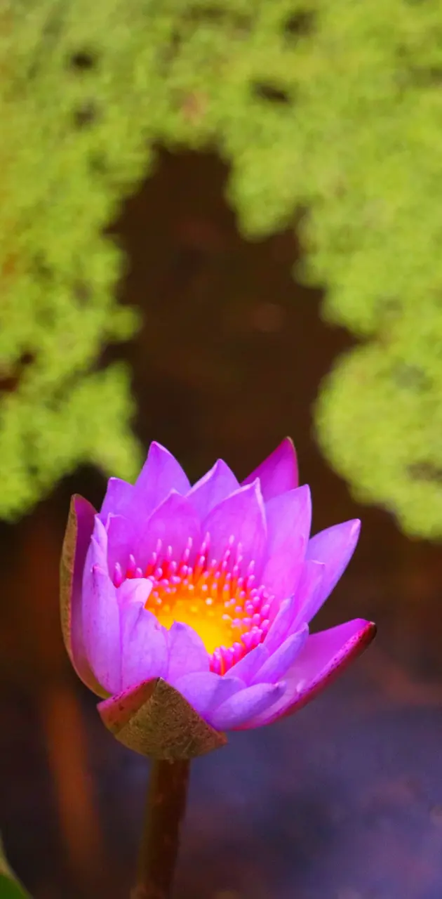 Lotus 🪷