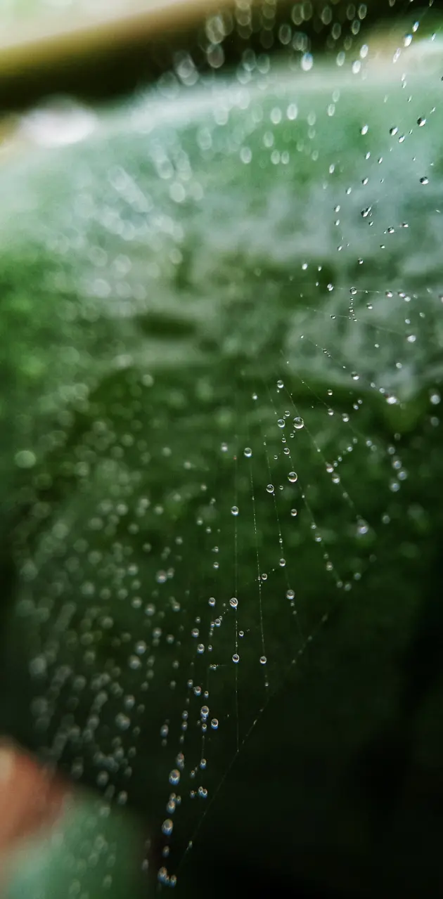 Spider web droplets