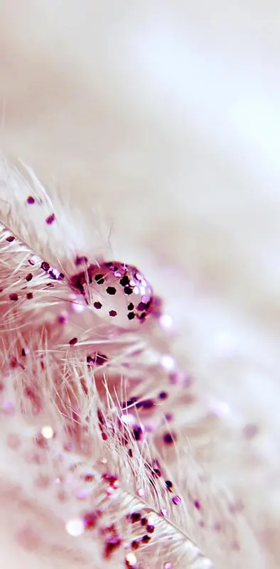 Pink glitter wallpaper by LightSpecialist - Download on ZEDGE™