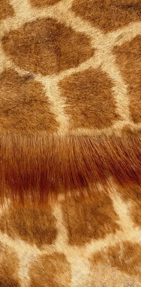 Giraffe Texture