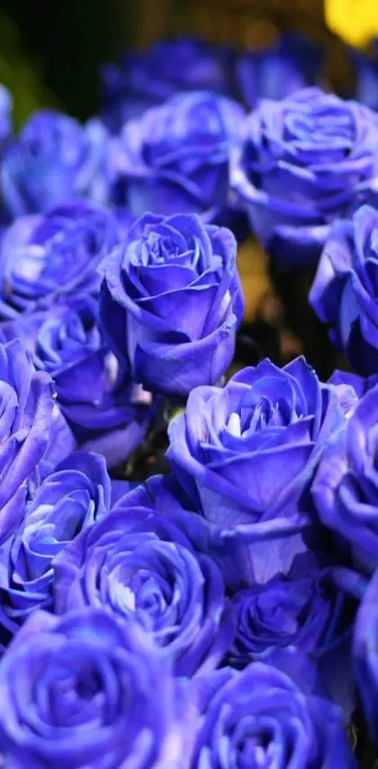 Blue Roses Closeup