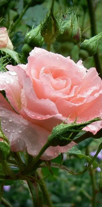 natural pink rose