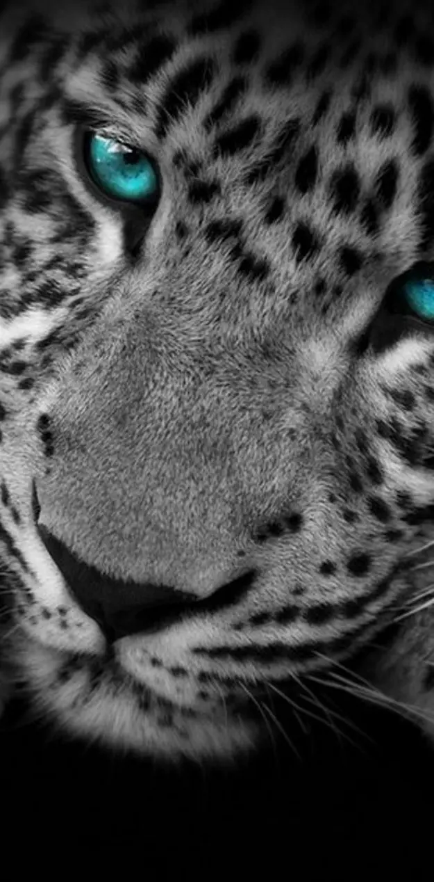 Blue Eye Leopard