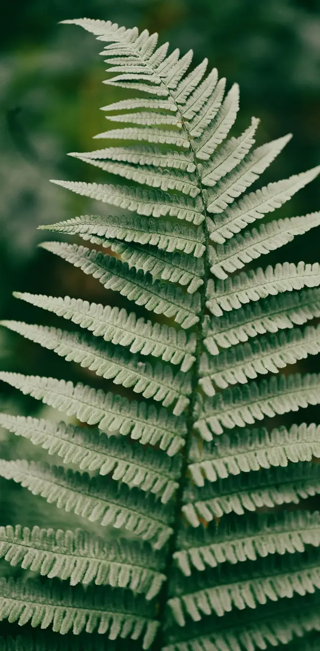 Natural leaf 