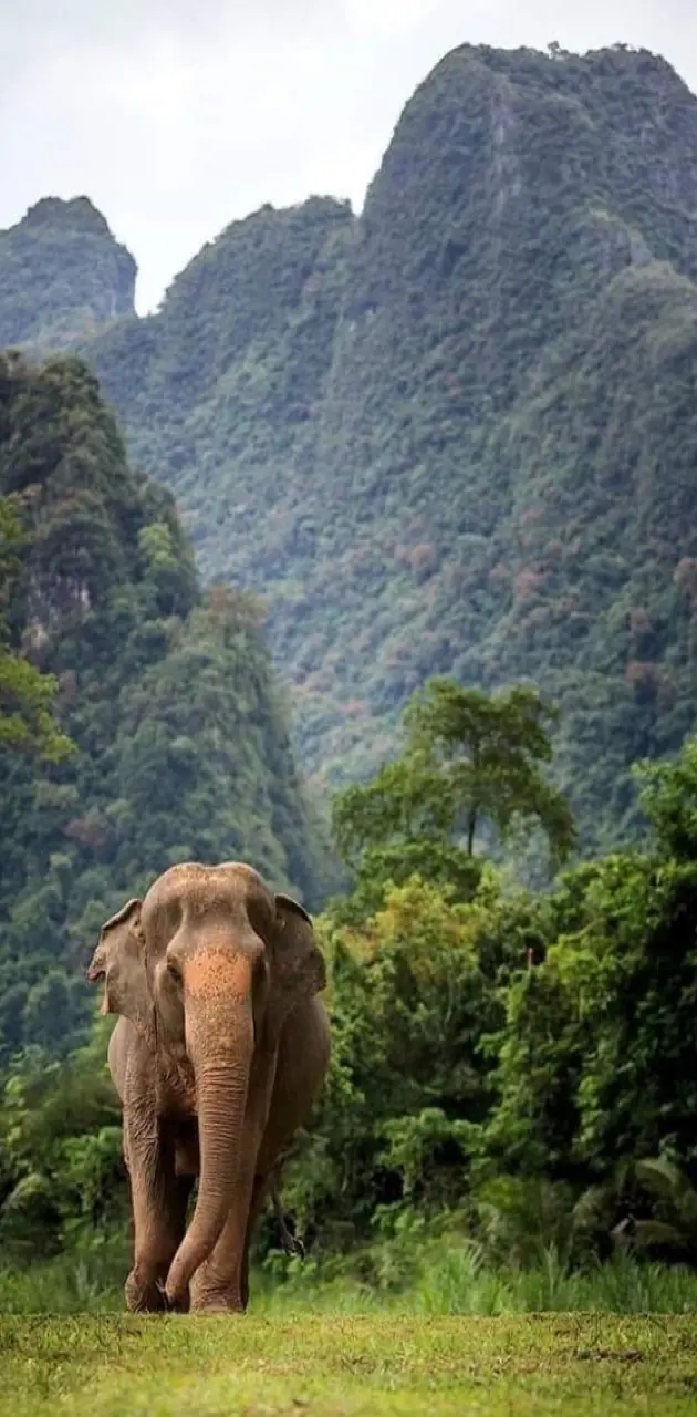 India elephant