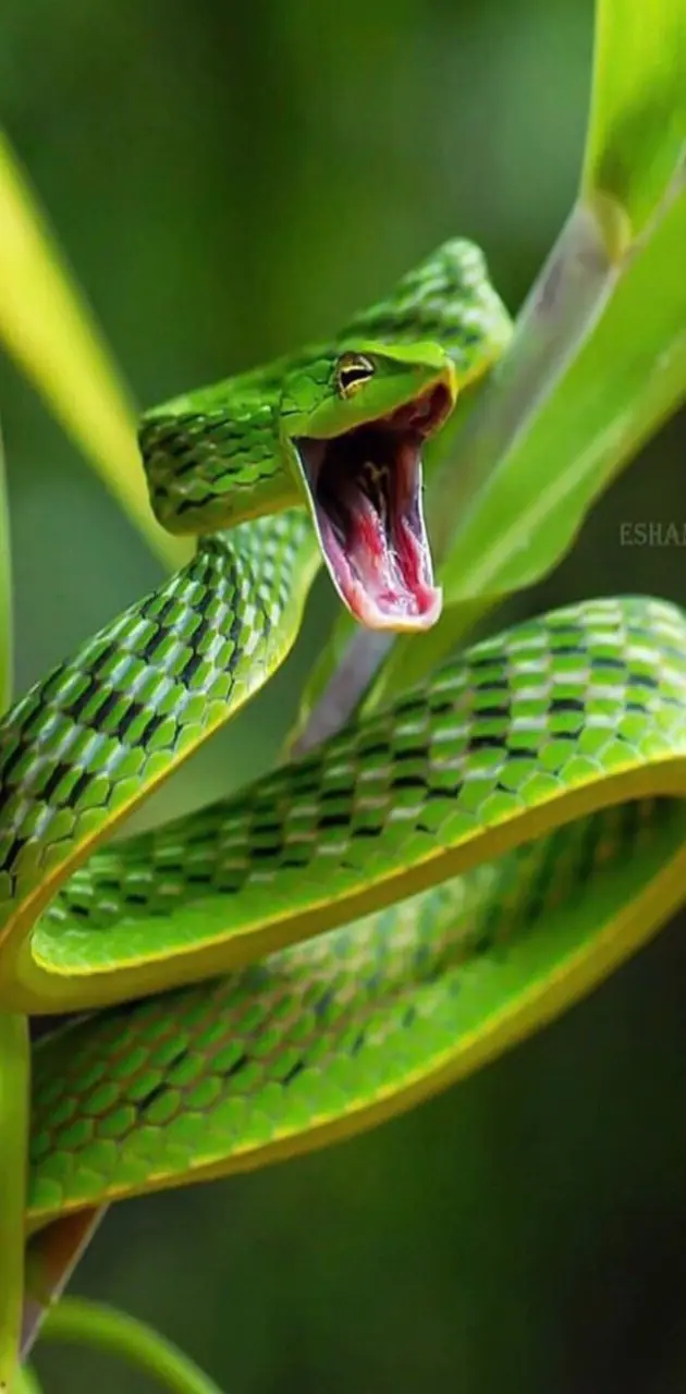 Happy snake