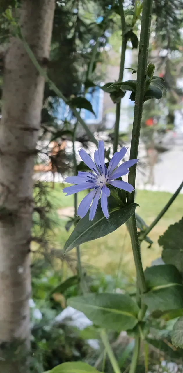 Beautiful Flower