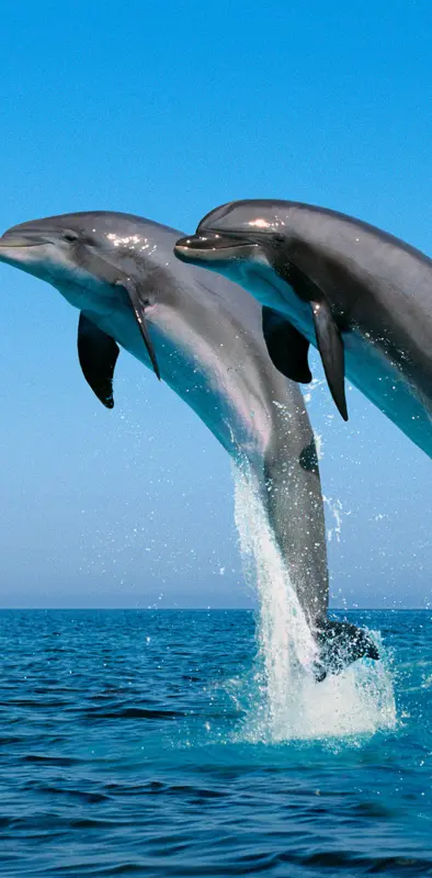 Delphins Designs