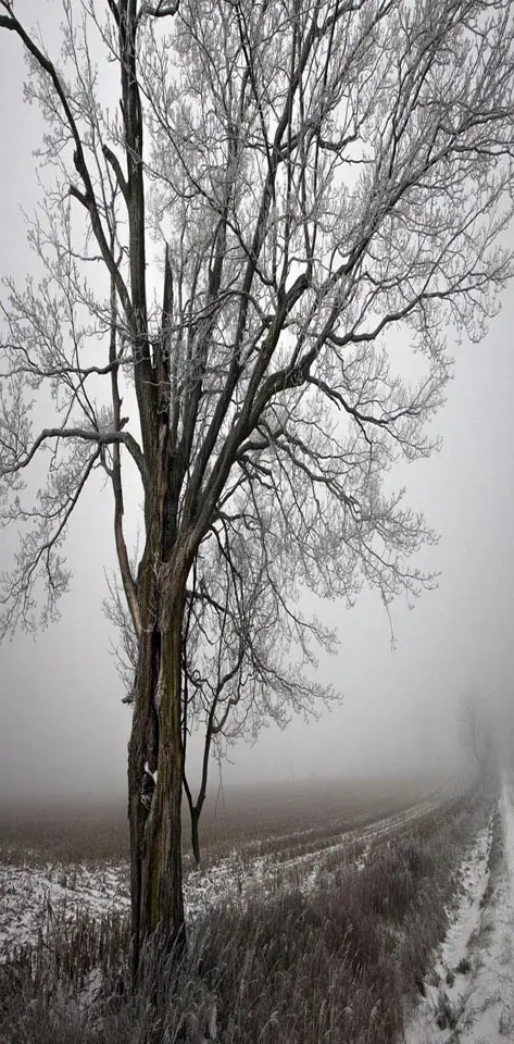 Winter snowy tree