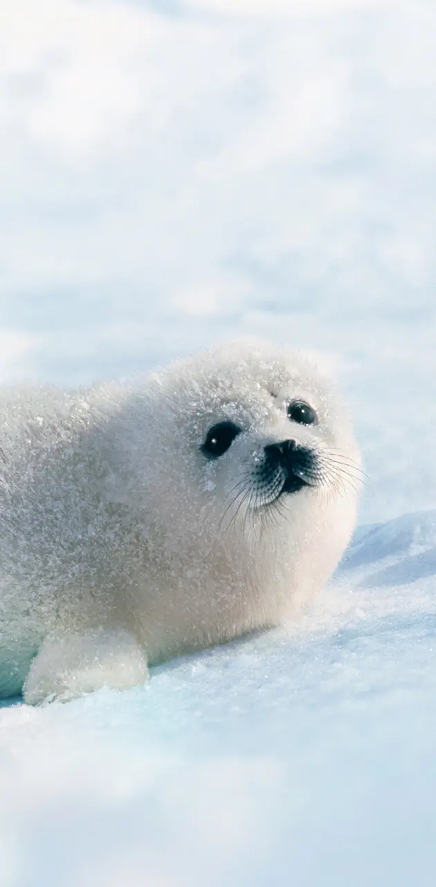 White Seal