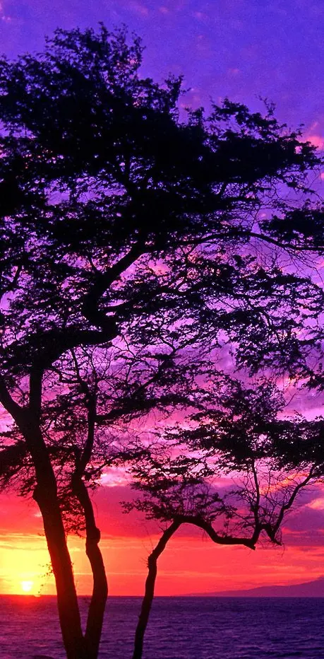Purple Maui Tree