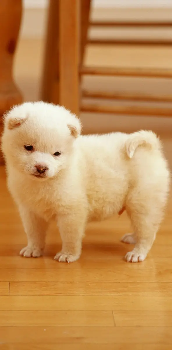 Lovely Puppy