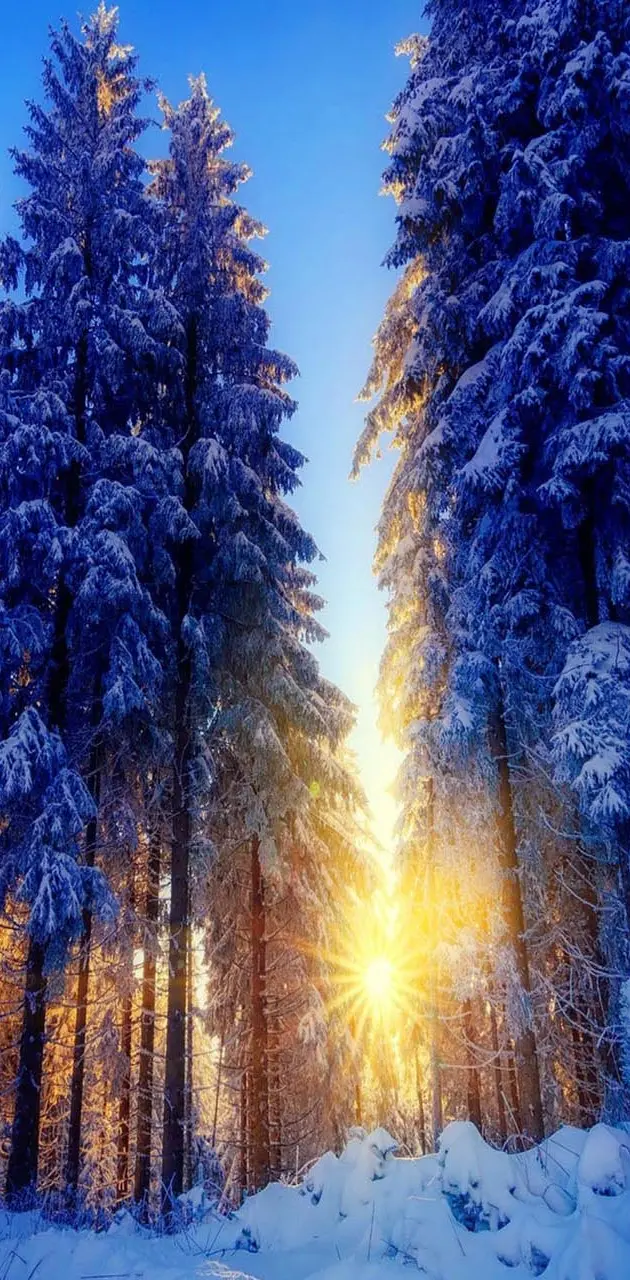 Winter sun