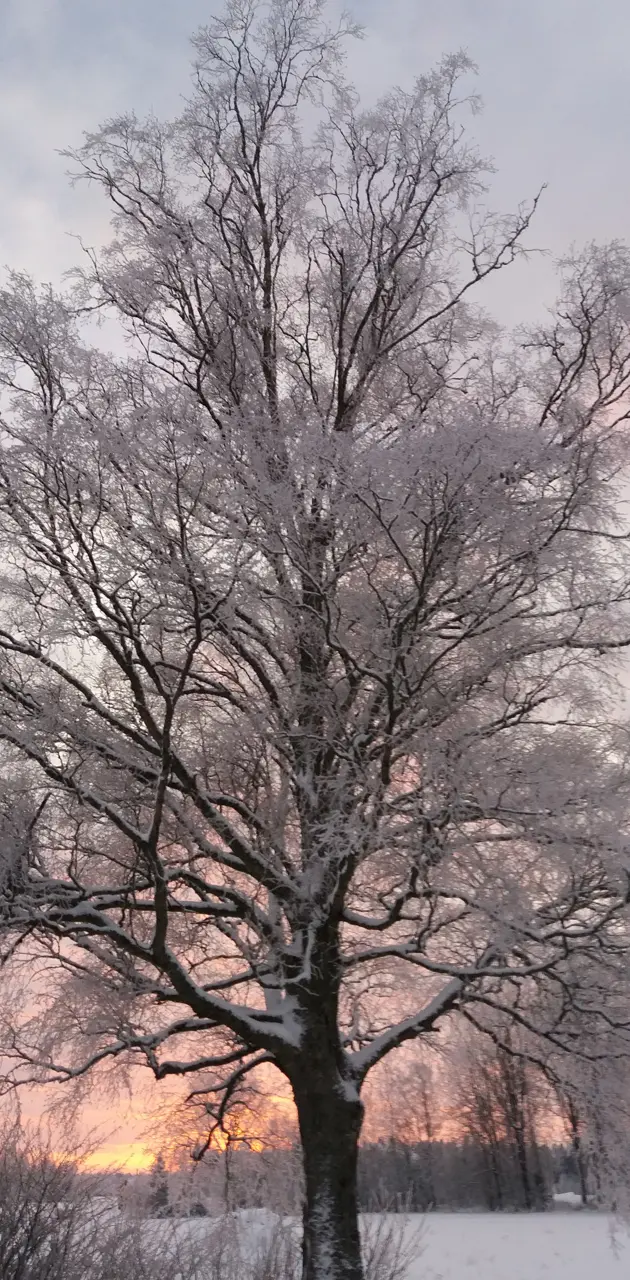 Cold tree