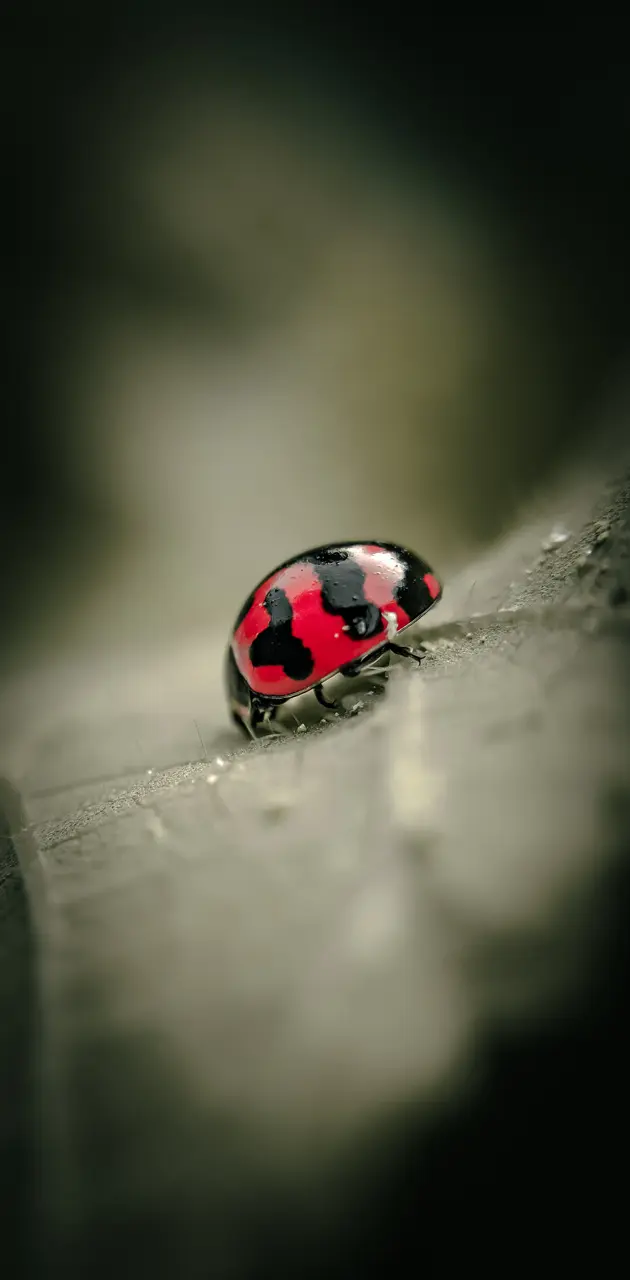 Lady Bug Red