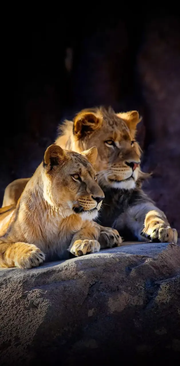 Lions babys 