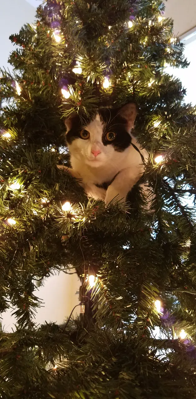 Tree kitty