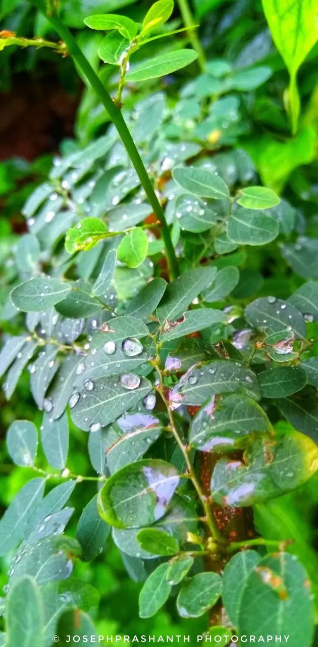 Raining leafs