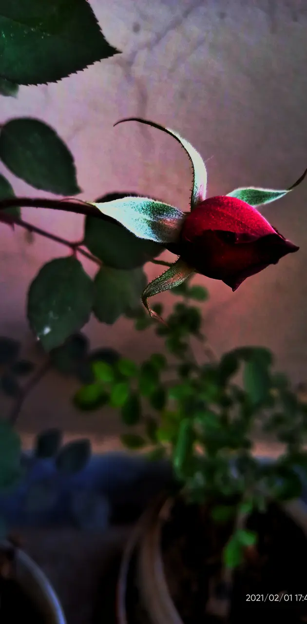  Rose