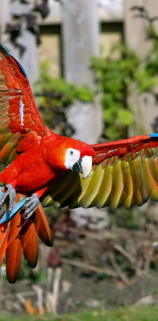 Flying Macaw