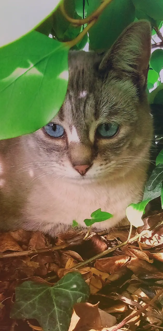 chat dans les feuilles