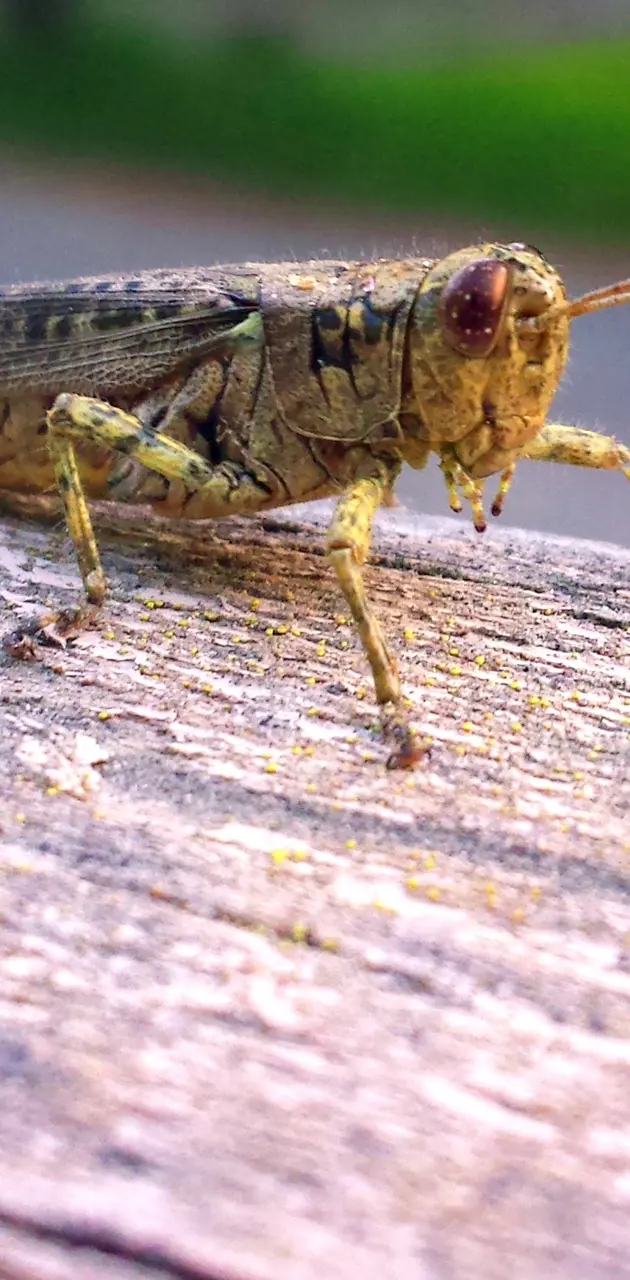 Curious Grasshopper