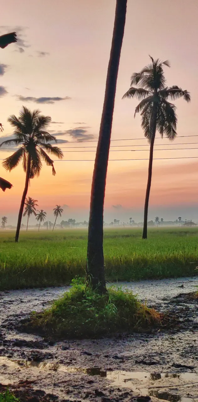 Sunrise coconut tree