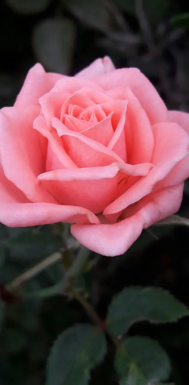 Beauty pink rose