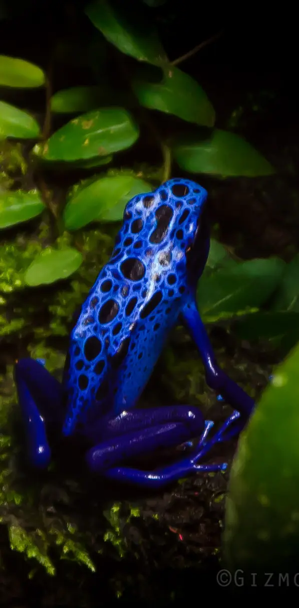 Blue Frog 320x240