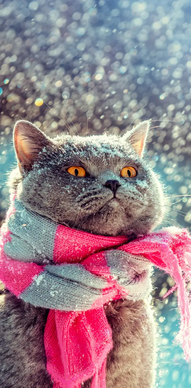 Snowy cats