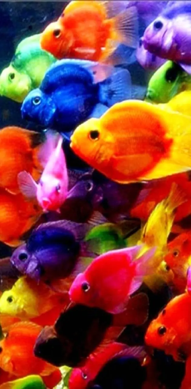 colorful fishes