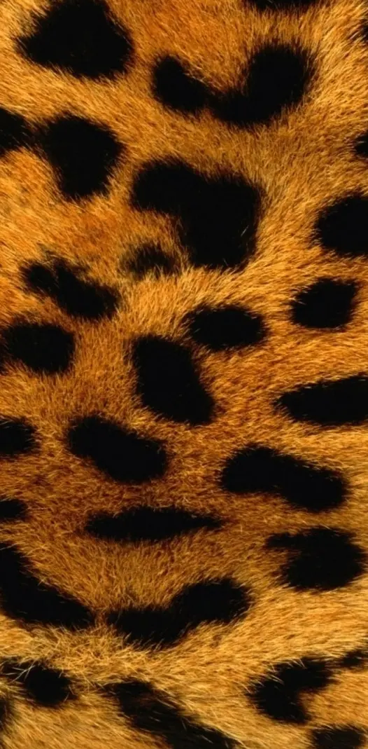 Nice Leopard