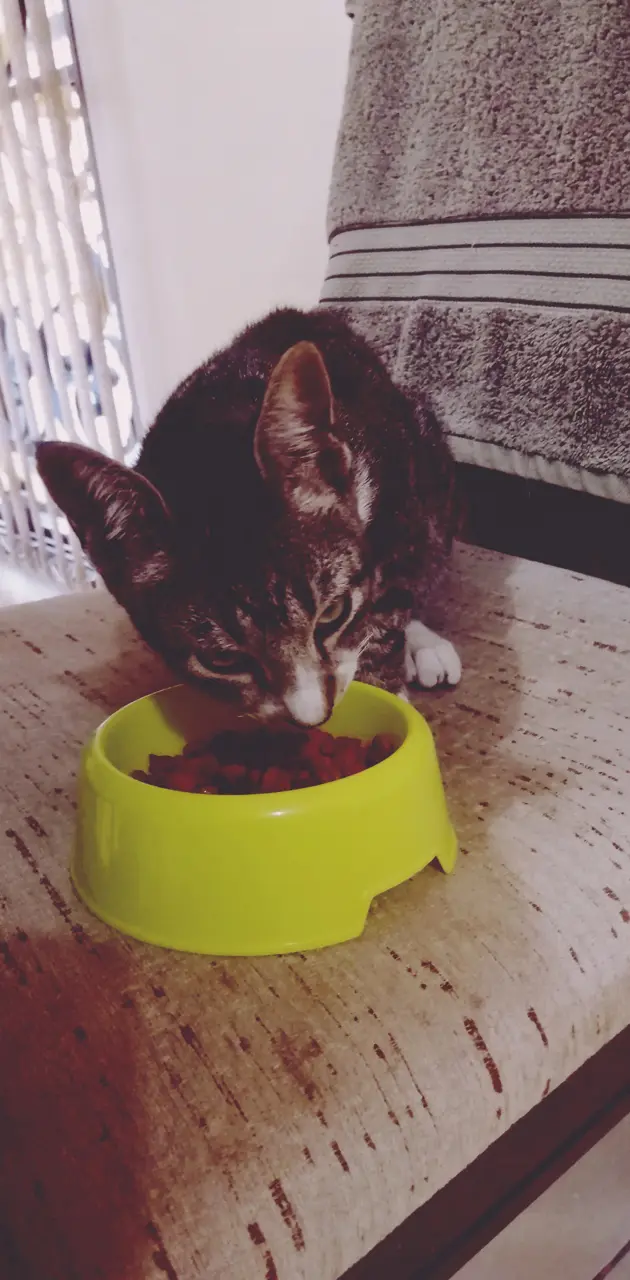 Cat eating 