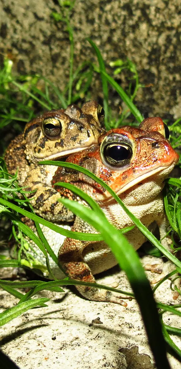 Frog reproduction