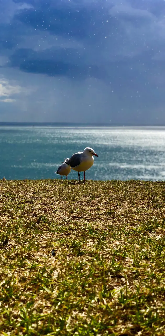 Calm Seagull