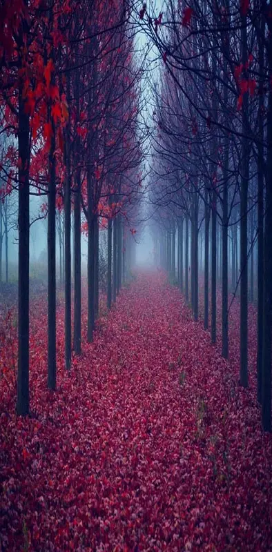 Red leaves road