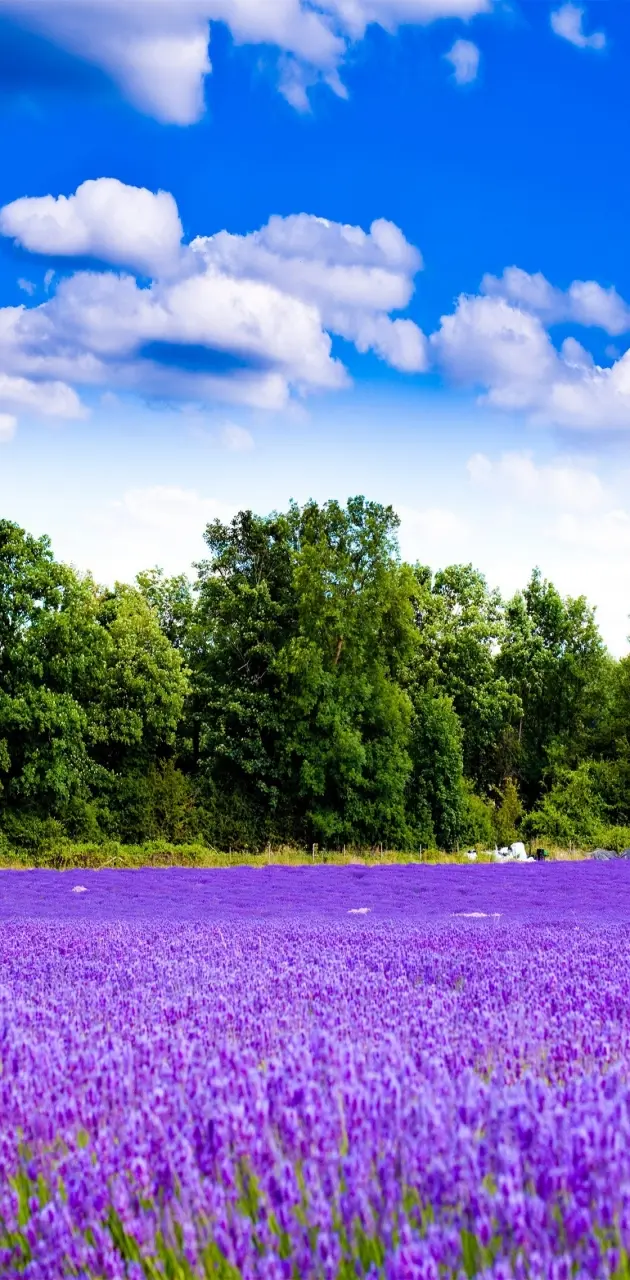 Purple Field