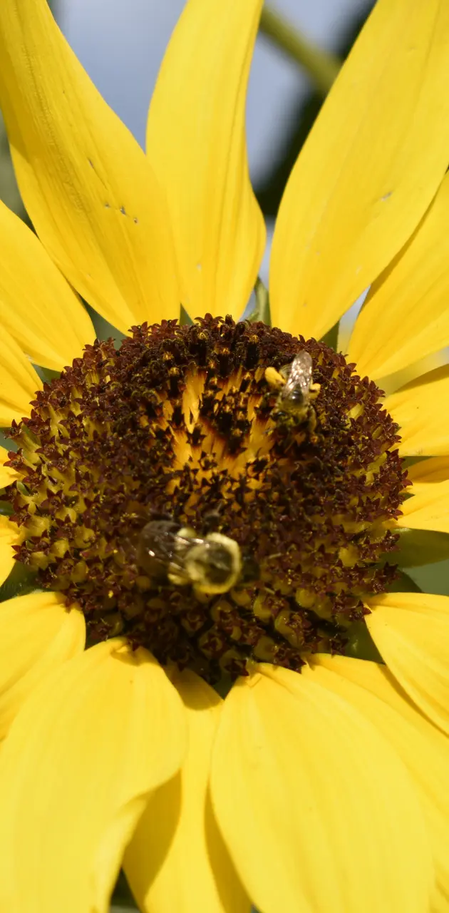 Bees on asunflower