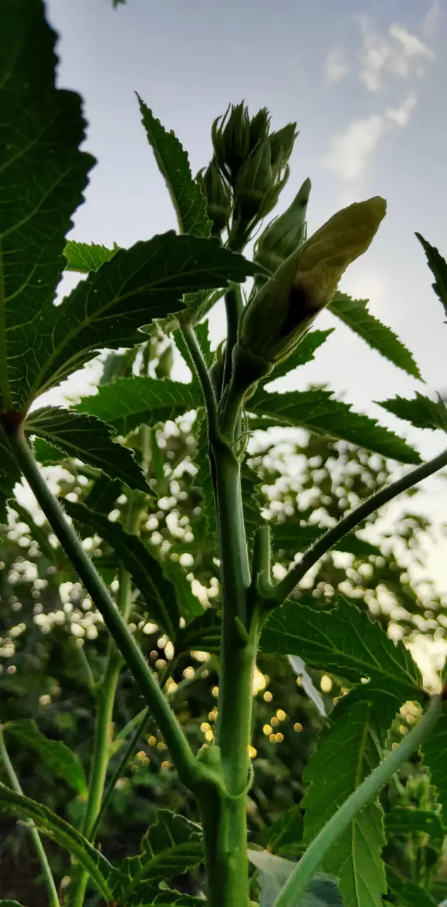 Okra and flower