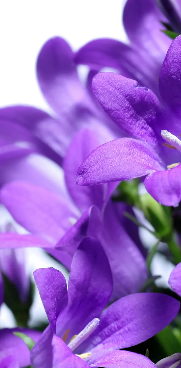 Purple Flowers Hd