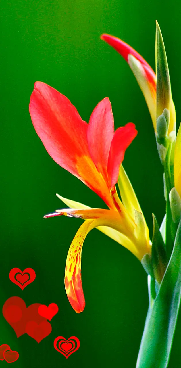 bright flower love