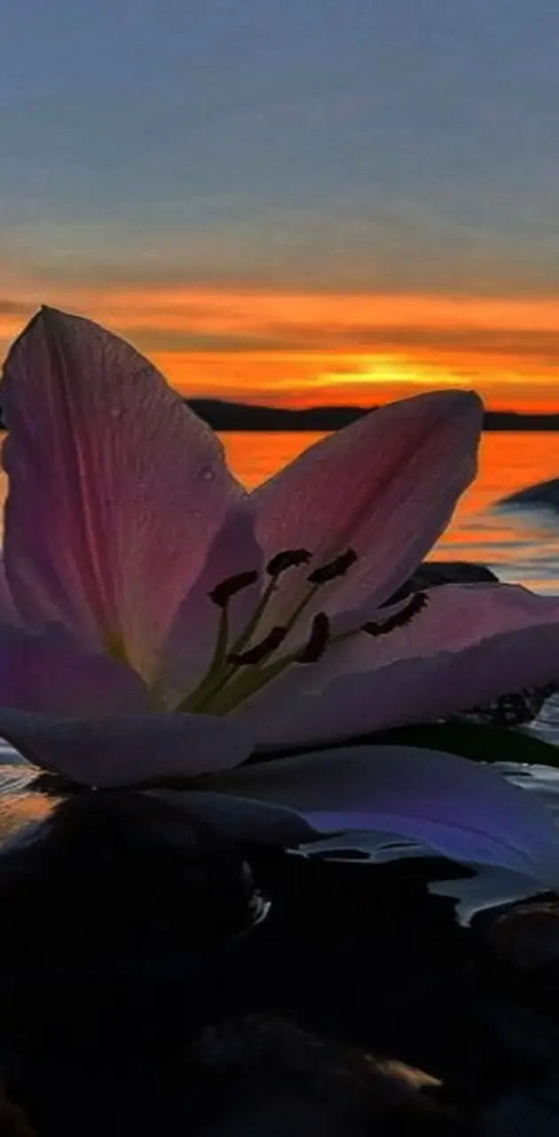 Sunset Flower